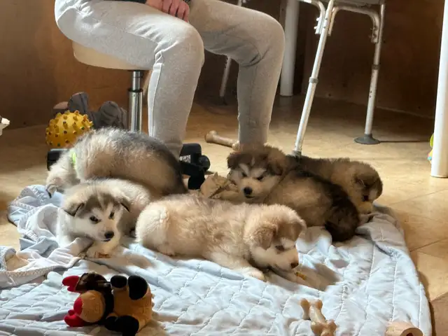 Alaskan Malamute Purebred Registered Puppies