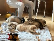 Alaskan Malamute Purebred Registered Puppies