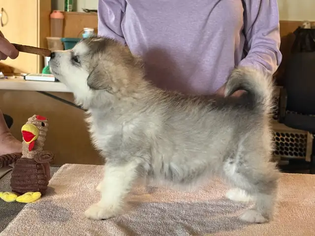 Alaskan Malamute Purebred Registered Puppies - Photo 2