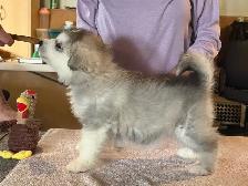Alaskan Malamute Purebred Registered Puppies - Photo 2