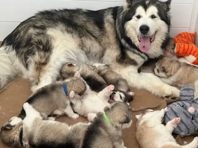 Alaskan Malamute Purebred Registered Puppies - Photo 3