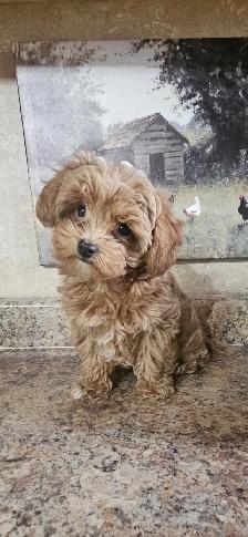 Maltipoo Baby Boy
