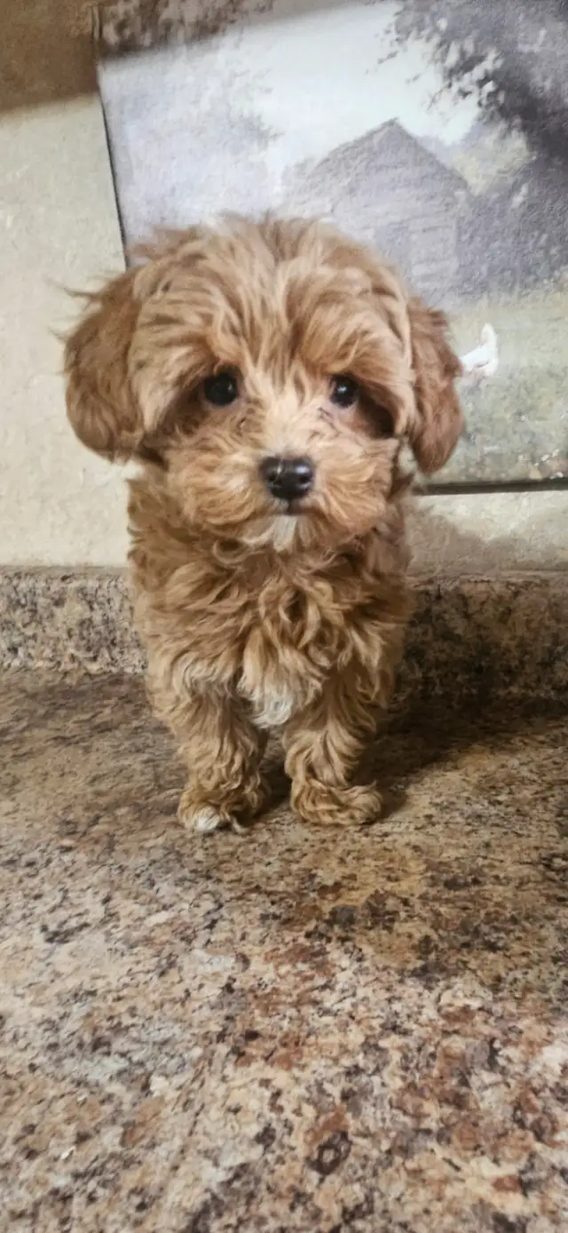 Maltipoo Baby Boy - Photo 2