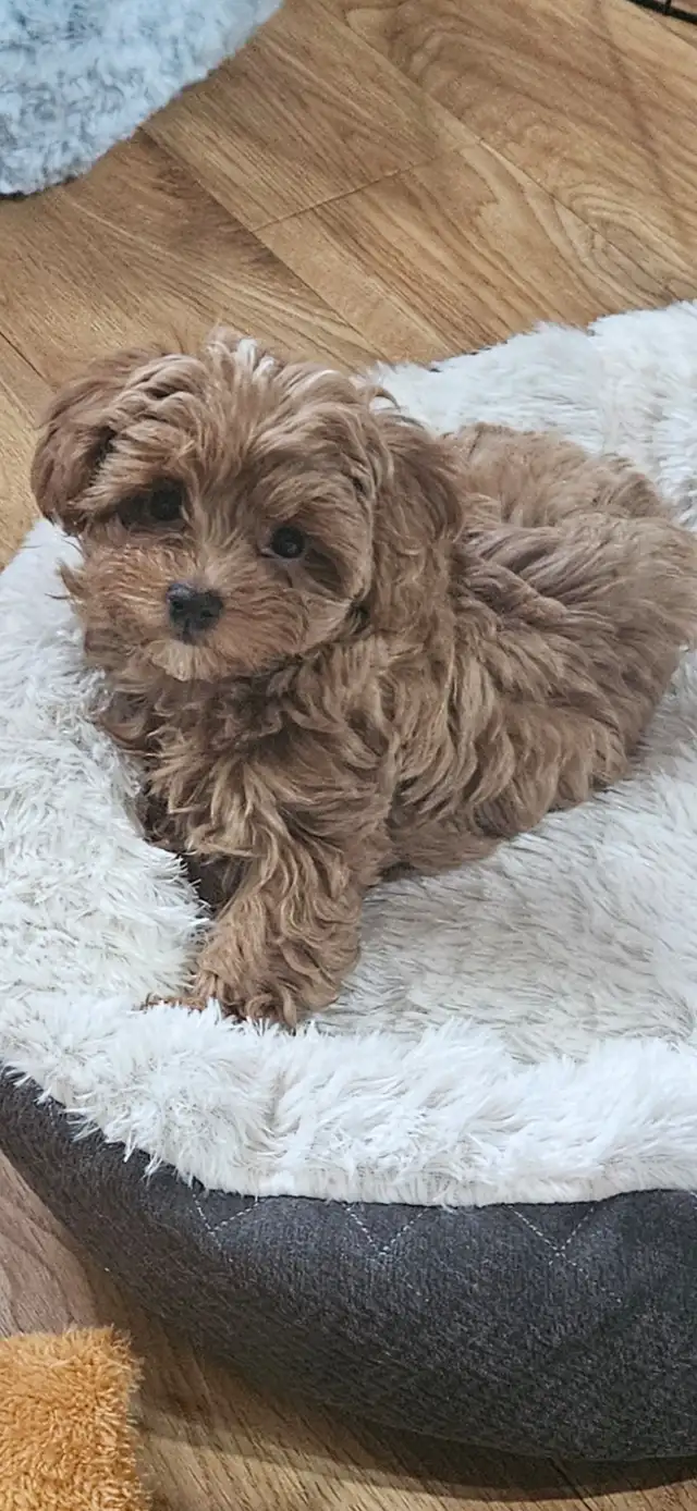 Maltipoo Baby Boy - Photo 3