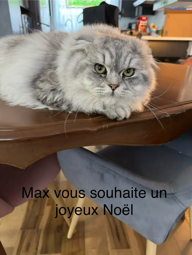 Scottish fold