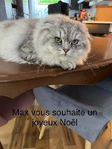 Scottish fold