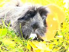 2 Cochons d’Inde cherchent famille aimante - Photo 2