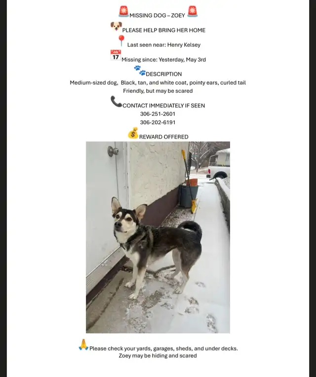 ZOEY IS MISSING (HUSKY)