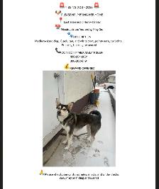 ZOEY IS MISSING (HUSKY)