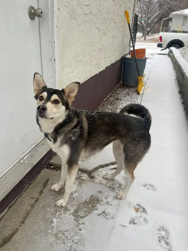 ZOEY IS MISSING (HUSKY) - Photo 2