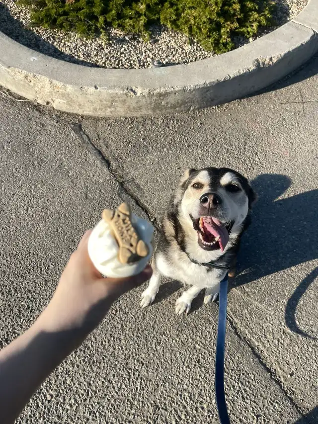 ZOEY IS MISSING (HUSKY) - Photo 3