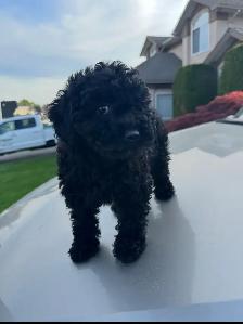 Mini Poodle For Sale