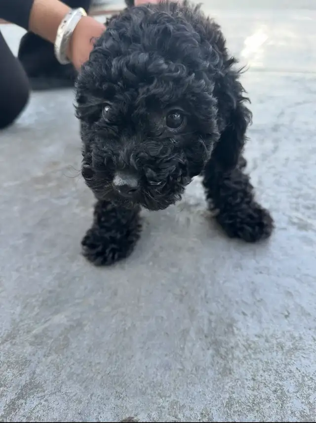 Mini Poodle For Sale - Photo 2