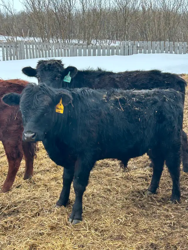 REGISTERED DEXTER BULL