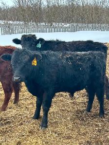 REGISTERED DEXTER BULL