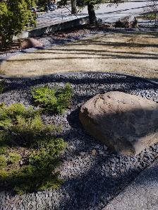 Professional Tree & Shrub Pruning Services - Photo 2
