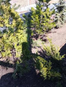 Professional Tree & Shrub Pruning Services - Photo 3
