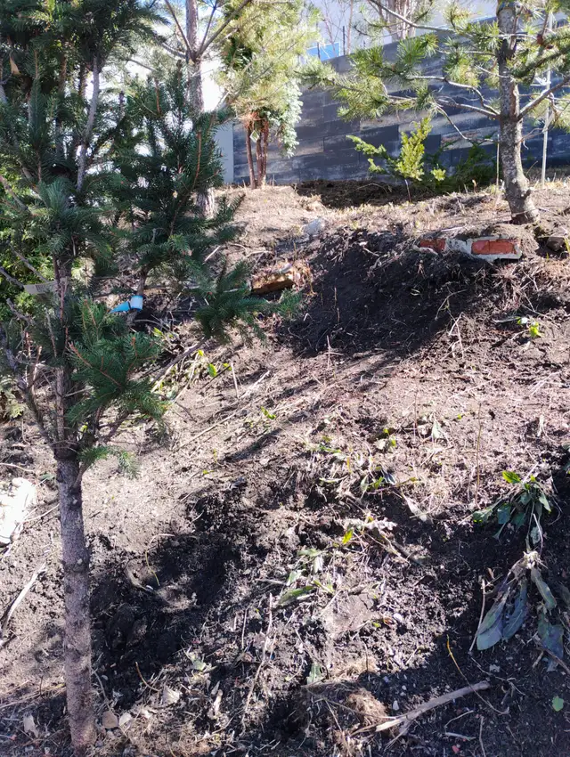 Professional Tree & Shrub Pruning Services - Photo 4