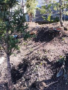 Professional Tree & Shrub Pruning Services - Photo 4