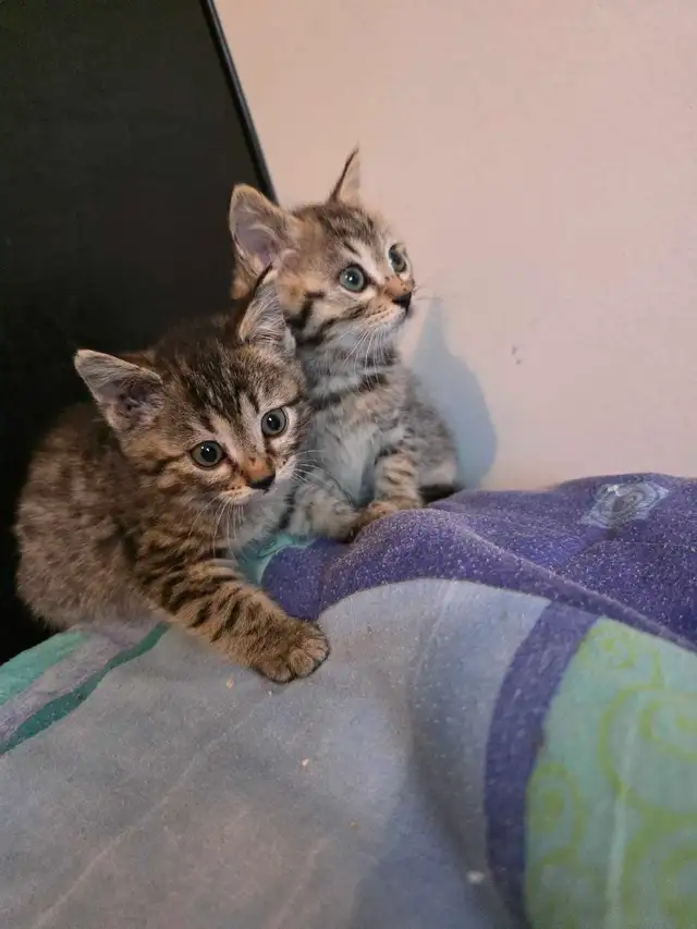 Chatons à vendre Bengals Mix ! Adorables - Photo 5