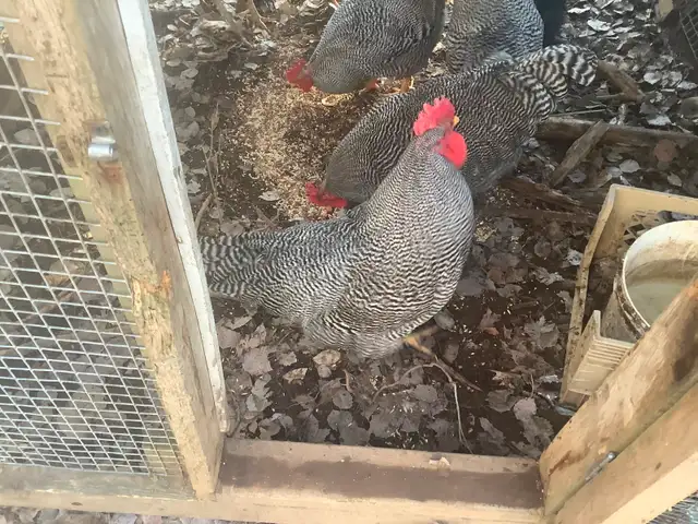 Barred Rock Roosters For Sale