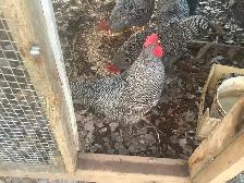 Barred Rock Roosters For Sale