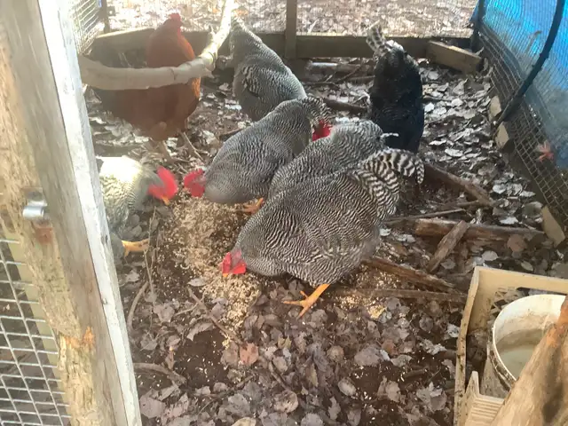 Barred Rock Roosters For Sale - Photo 2