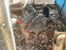 Barred Rock Roosters For Sale - Photo 2
