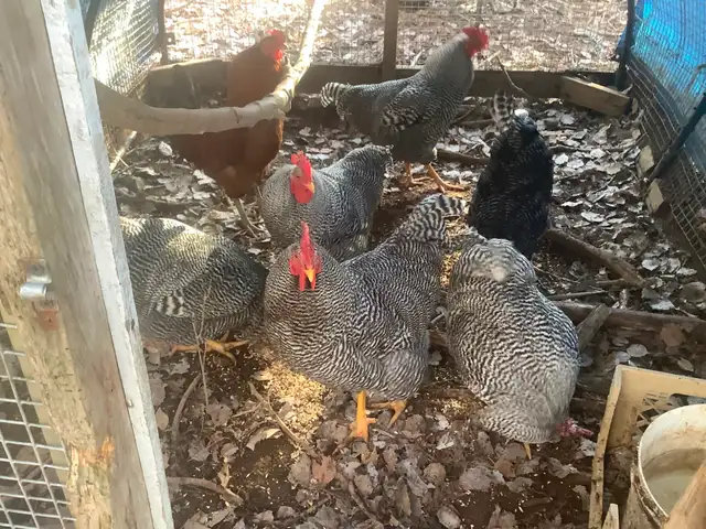 Barred Rock Roosters For Sale - Photo 3