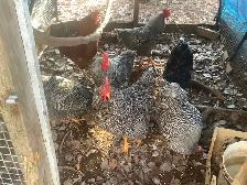 Barred Rock Roosters For Sale - Photo 3