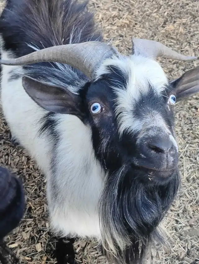 Billy goat