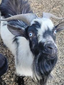 Billy goat