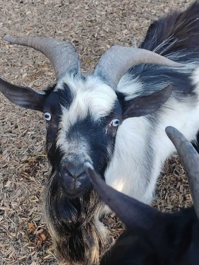 Billy goat - Photo 2