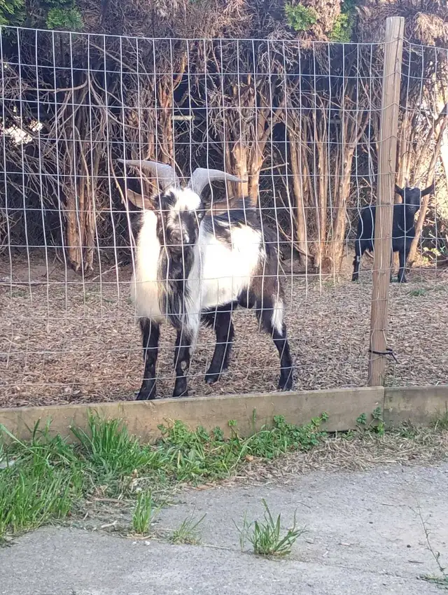 Billy goat - Photo 3