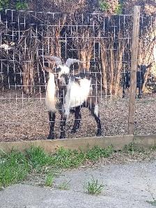 Billy goat - Photo 3