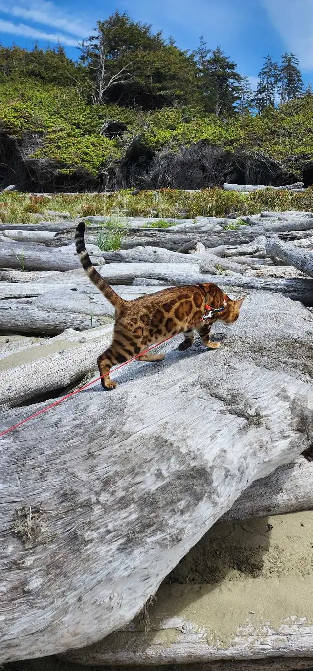 Bengal Kittens (Rosettes on Gold) TICA registration