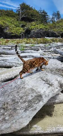 Bengal Kittens (Rosettes on Gold) TICA registration