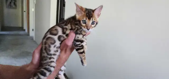 Bengal Kittens (Rosettes on Gold) TICA registration - Photo 7