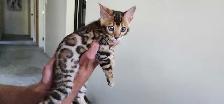 Bengal Kittens (Rosettes on Gold) TICA registration - Photo 7