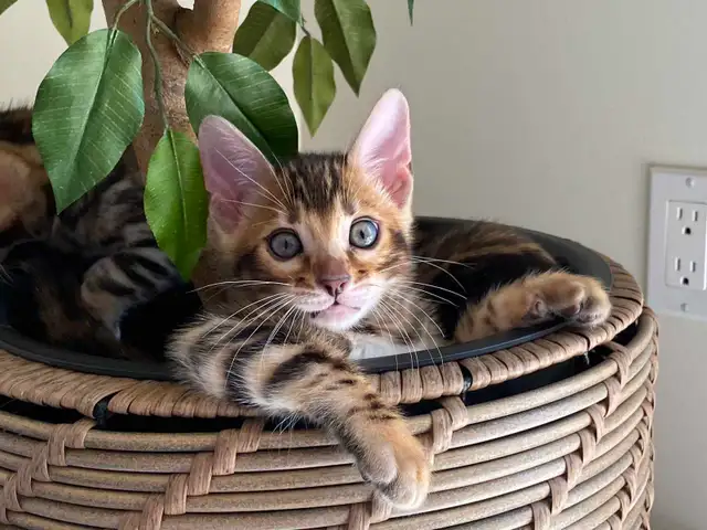 Bengal Kittens (Rosettes on Gold) TICA registration - Photo 8
