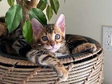 Bengal Kittens (Rosettes on Gold) TICA registration - Photo 8