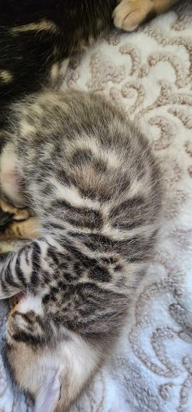 Bengal Kittens (Rosettes on Gold) TICA registration - Photo 10