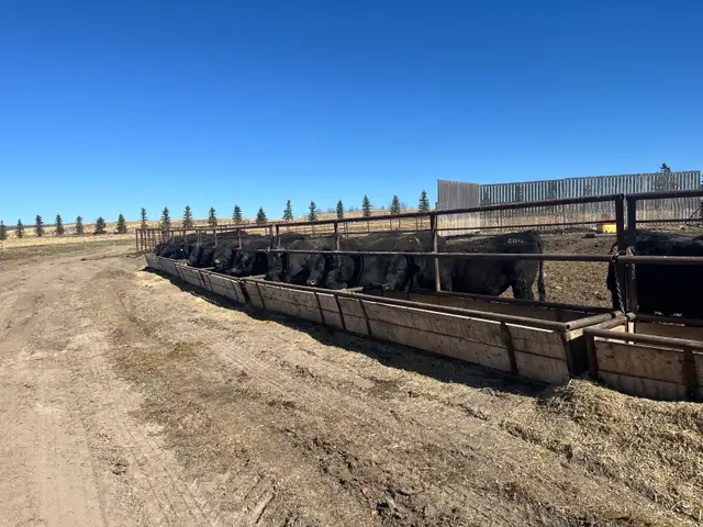 Black Angus Bulls