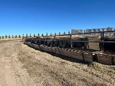 Black Angus Bulls