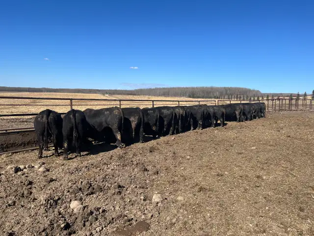 Black Angus Bulls - Photo 2