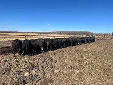 Black Angus Bulls - Photo 2