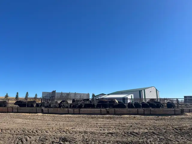 Black Angus Bulls - Photo 4