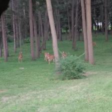 hunting land wanted