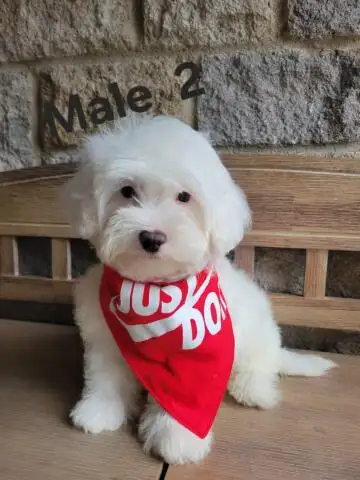 MALTIPOO MALES THIS WEEK SPECIAL IF PICSARE THEY ARE AVAILABLE