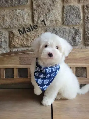 MALTIPOO MALES THIS WEEK SPECIAL IF PICSARE THEY ARE AVAILABLE - Photo 2